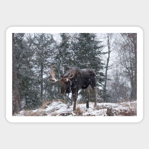 Moose in a snow snow storm Sticker by josefpittner